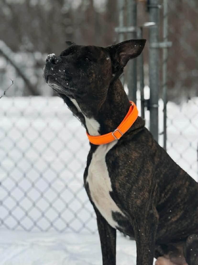 Brock, ADOPTABLE, Adult Male Mixed Breed.