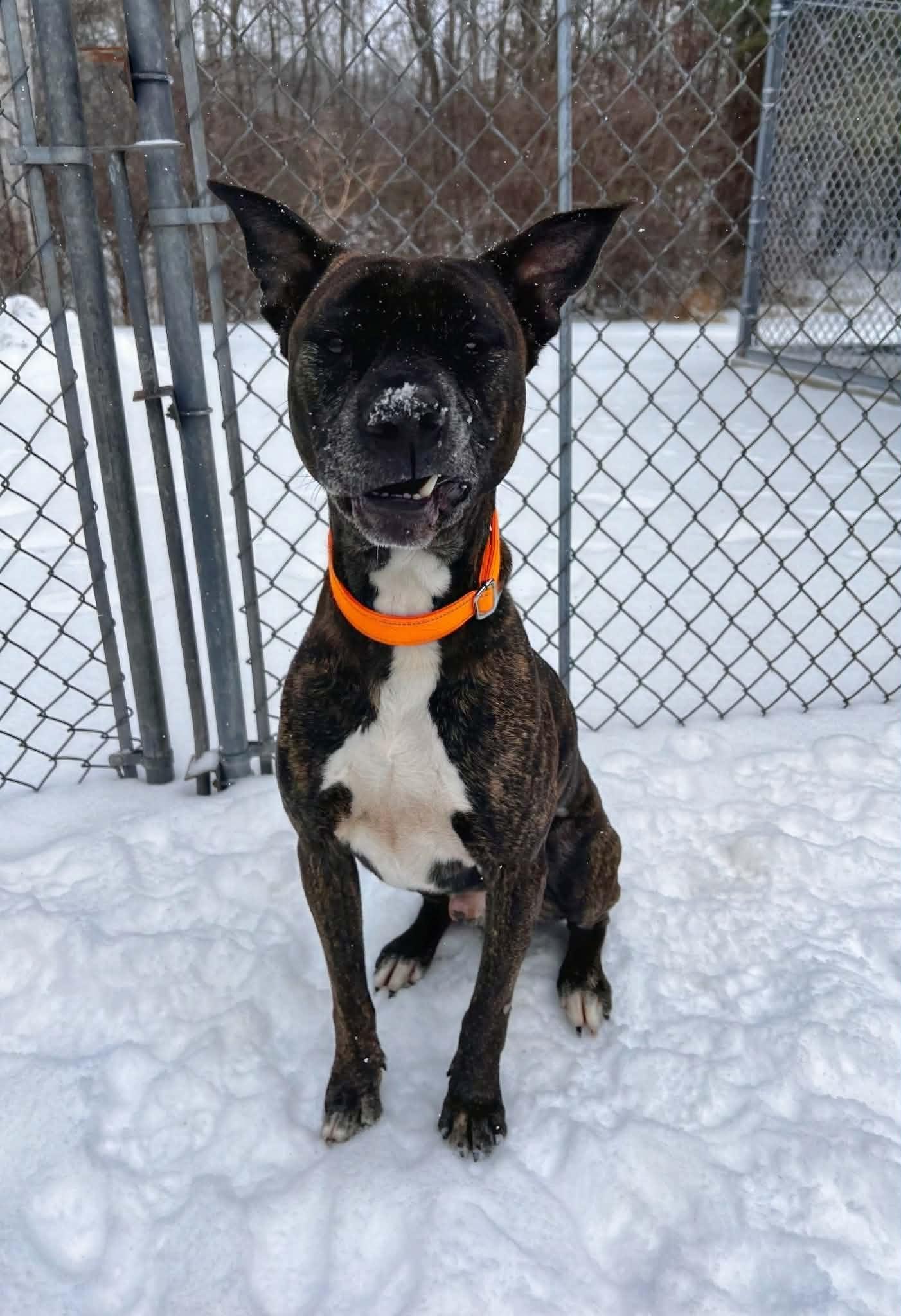 Enlarge Brock, a ADOPTABLE Mixed Breed in Pearisburg, VA image 2/3