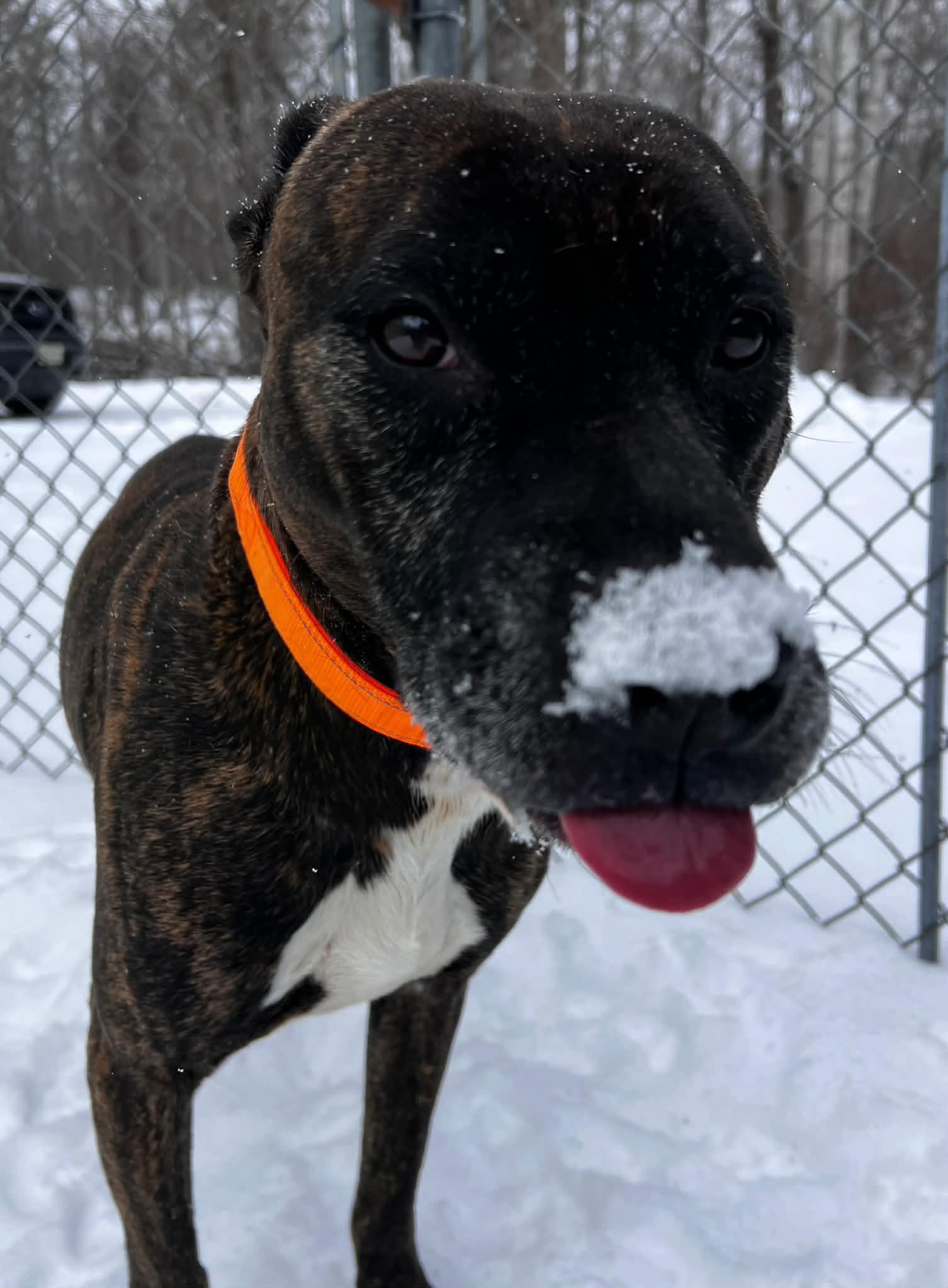 Enlarge Brock, a ADOPTABLE Mixed Breed in Pearisburg, VA image 3/3