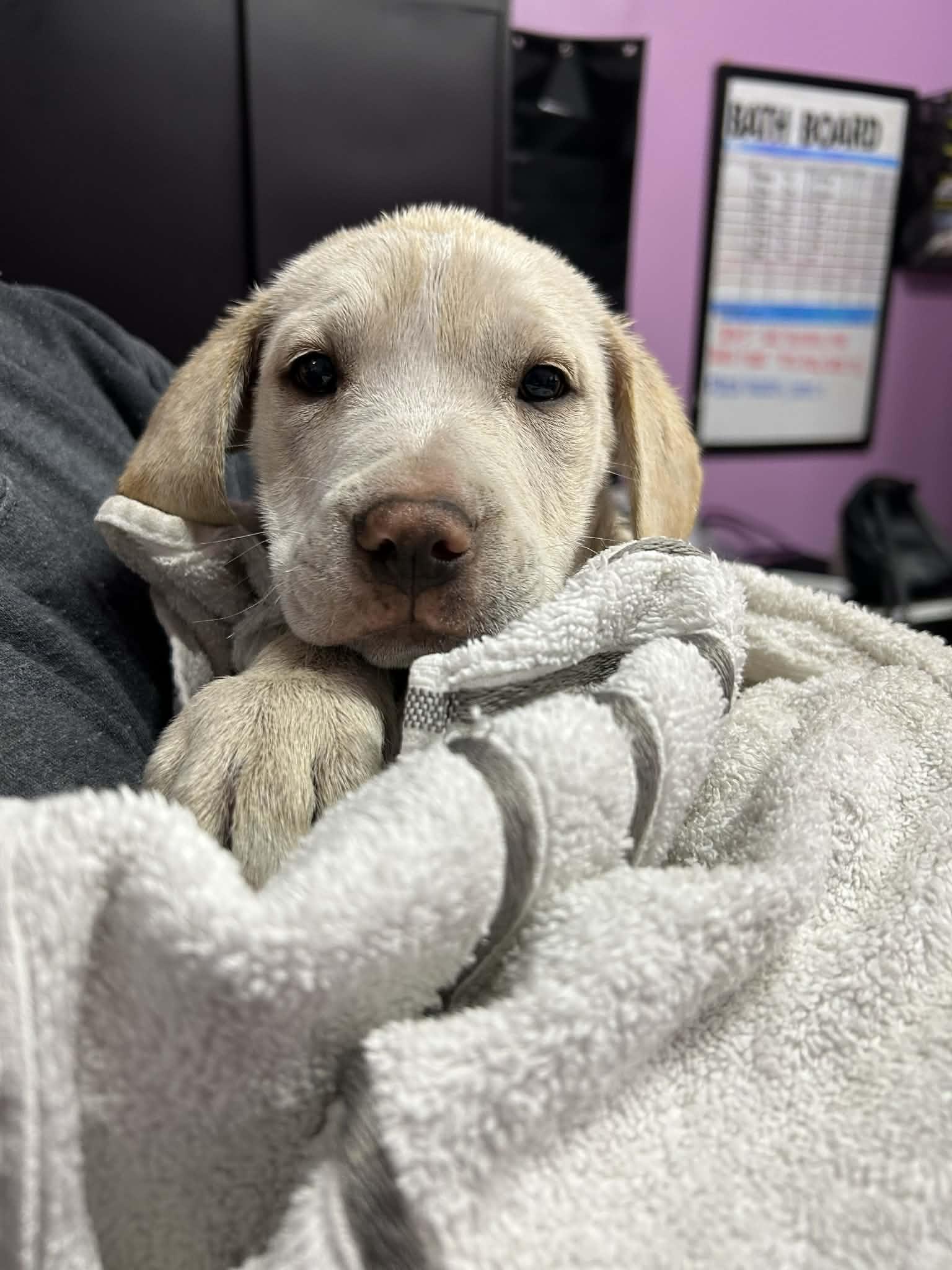 Pudge, Adopted, Young Female Labrador Retriever.