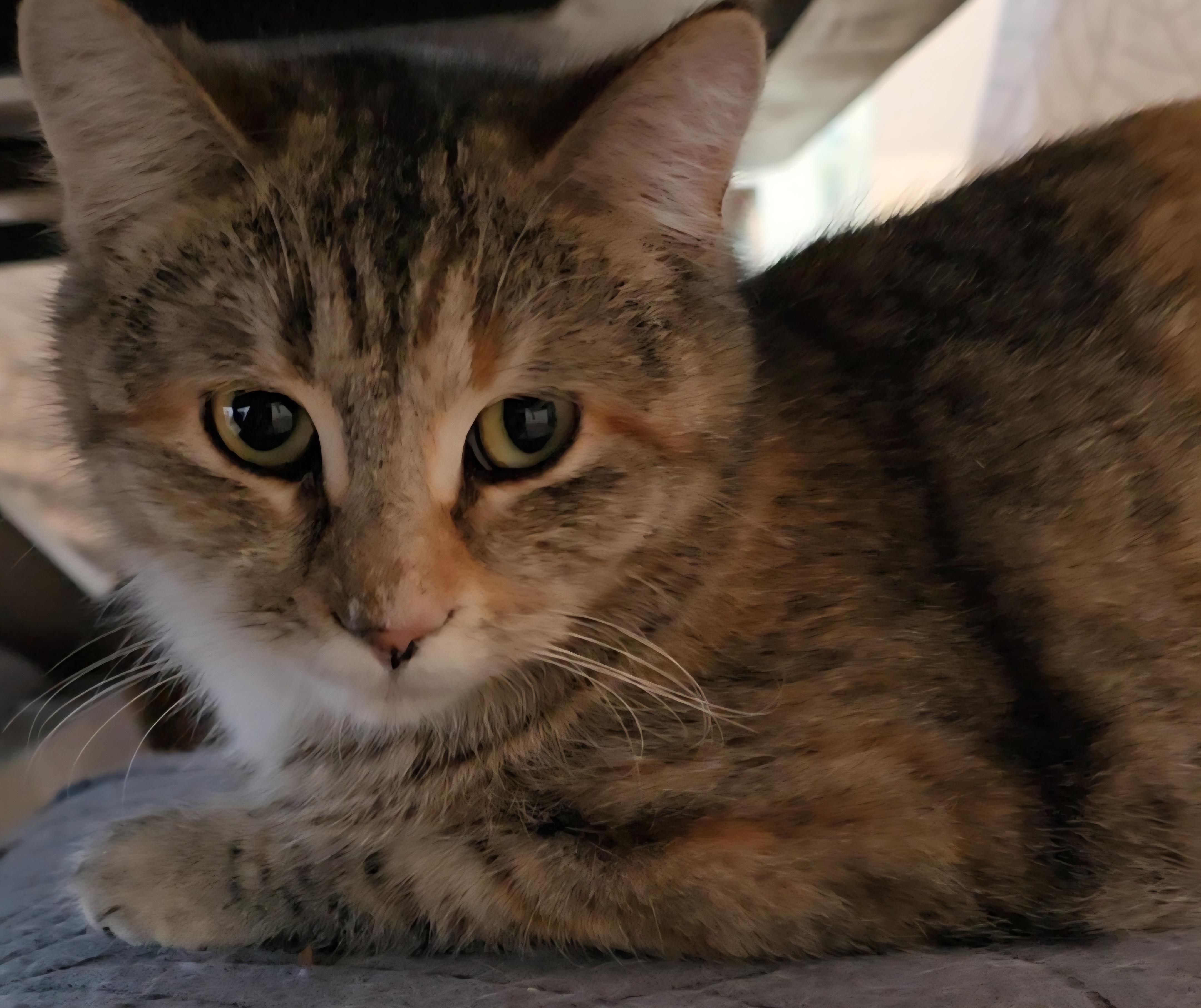 Enlarge Misty, a ADOPTABLE Tortoiseshell in Stevensville, ON image 2/3
