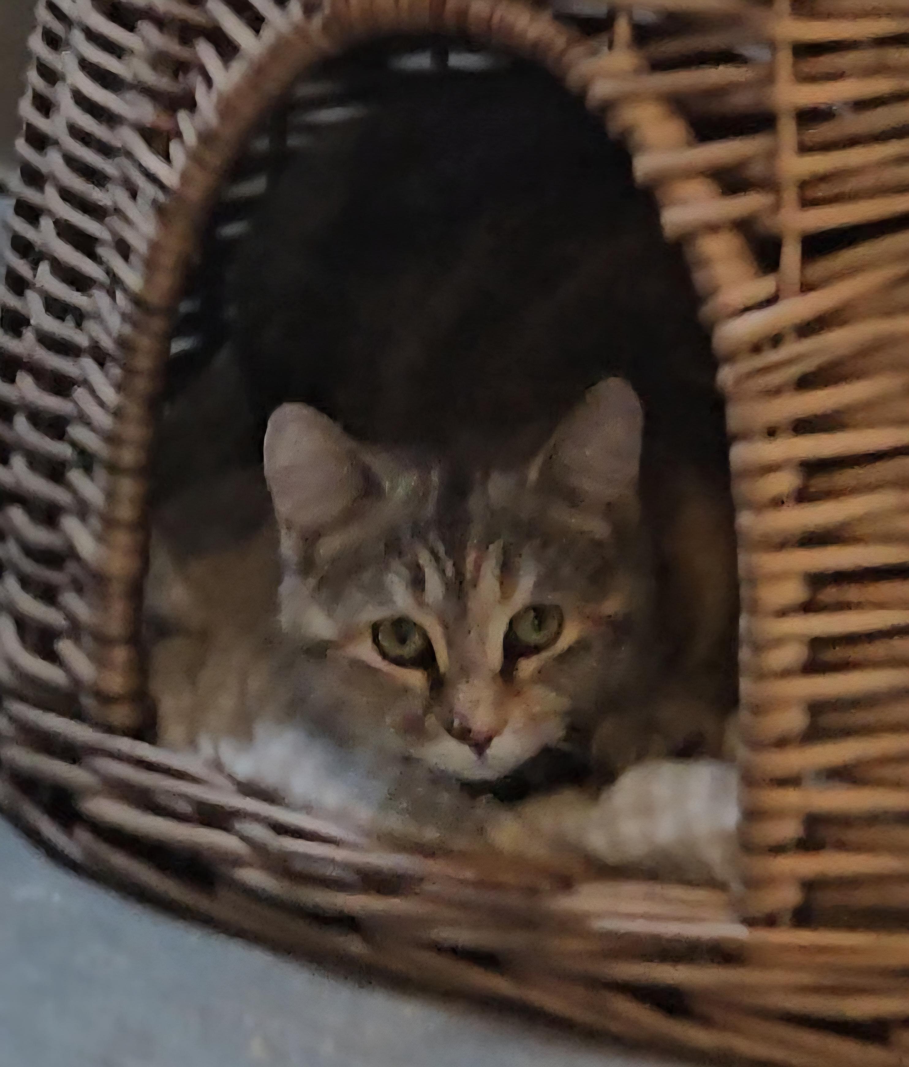 Misty, ADOPTABLE, Young Female Tortoiseshell.