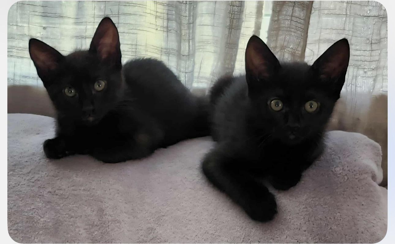 Fiona And Ace thumbnail 2