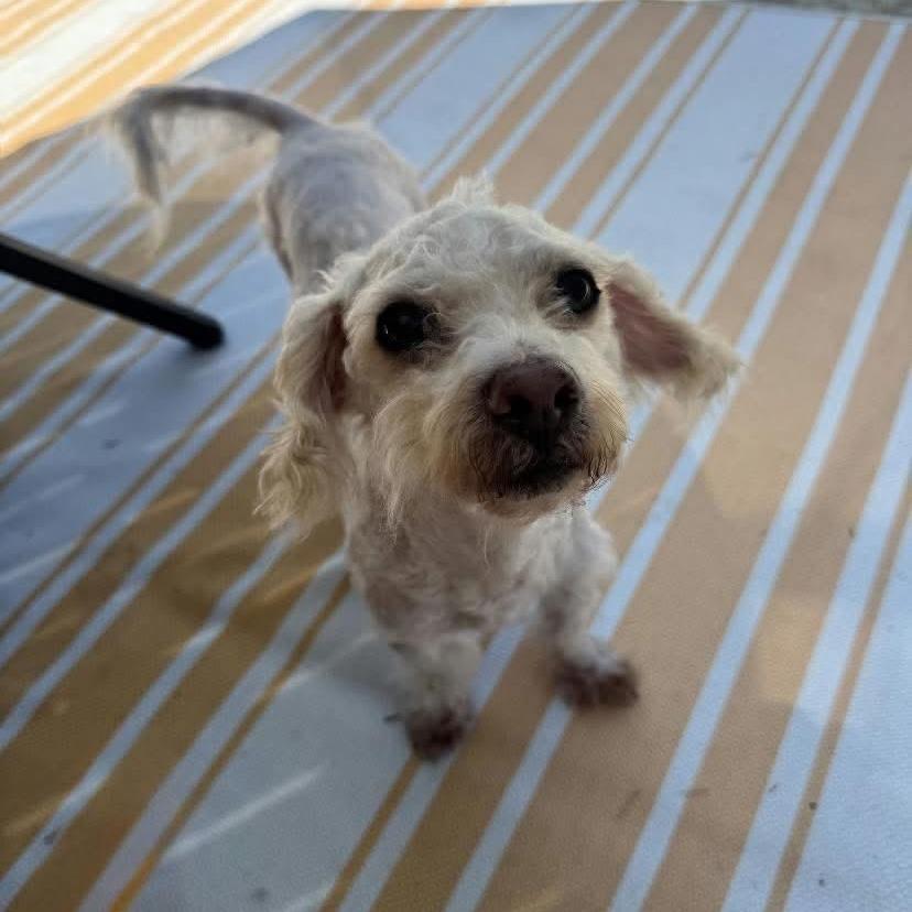 Enlarge Waffle, a Adoptable mixed breed in Princeton, MN image 1/3