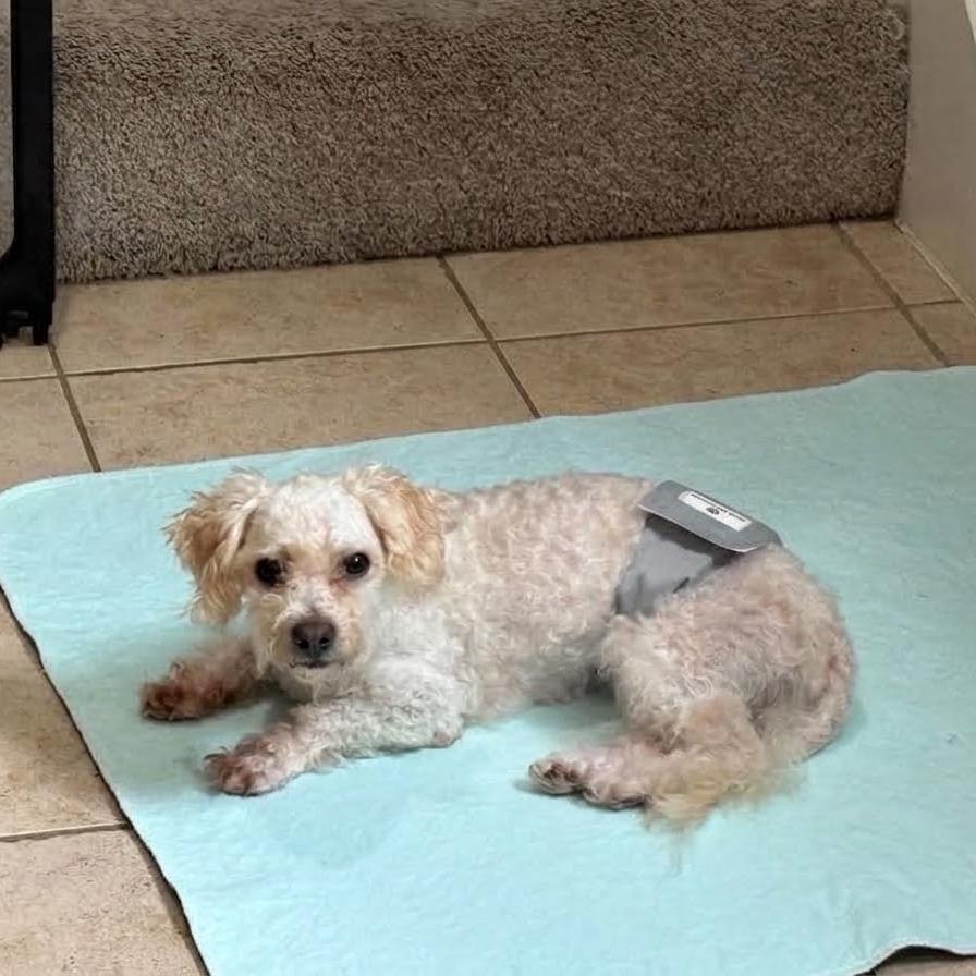 Enlarge Waffle, a Adoptable mixed breed in Princeton, MN image 3/3