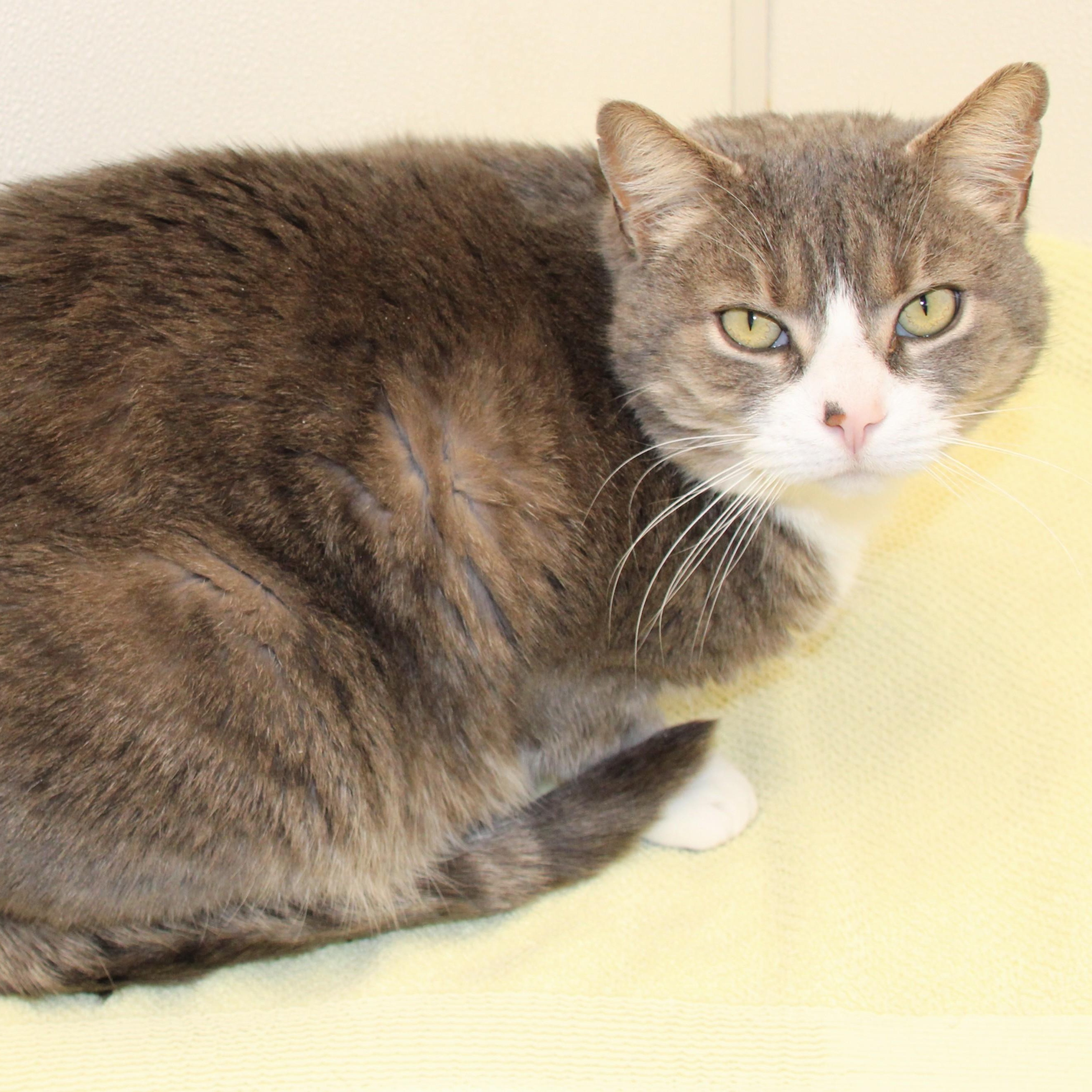 Enlarge Edwin, an adopted Domestic Short Hair in Medfield, MA image 2/3