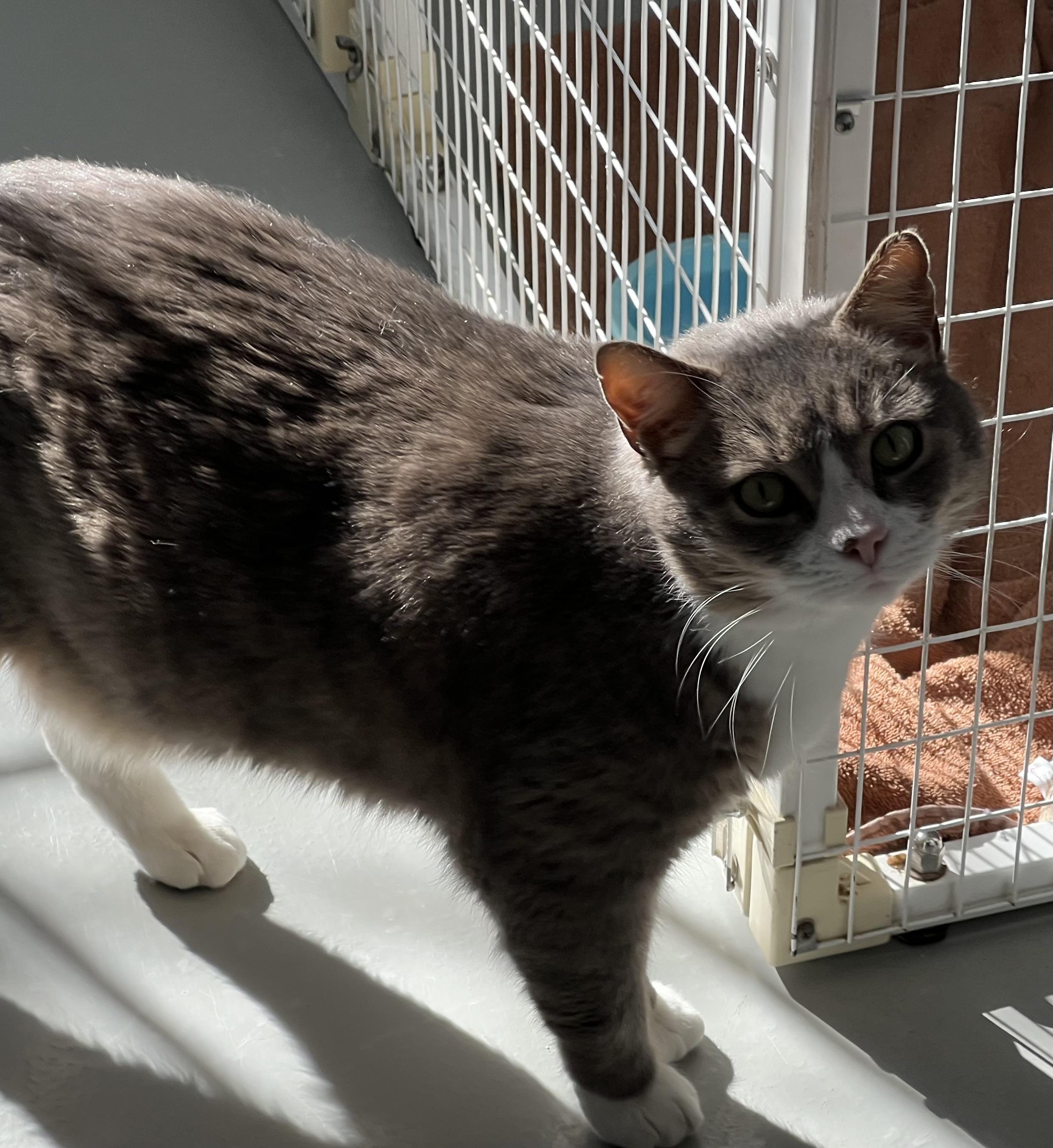 Enlarge Edwin, an adopted Domestic Short Hair in Medfield, MA image 1/3