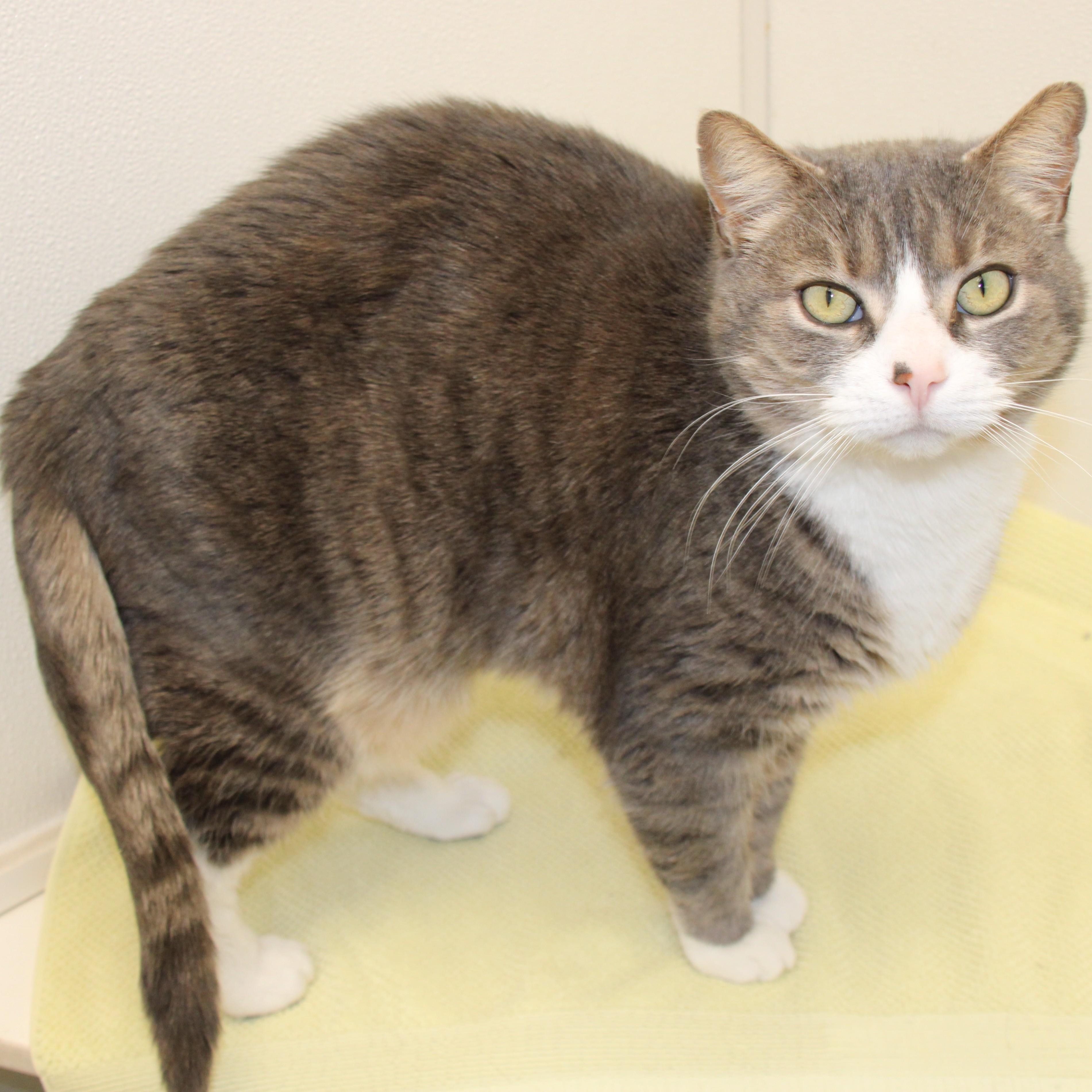 Enlarge Edwin, an adopted Domestic Short Hair in Medfield, MA image 3/3