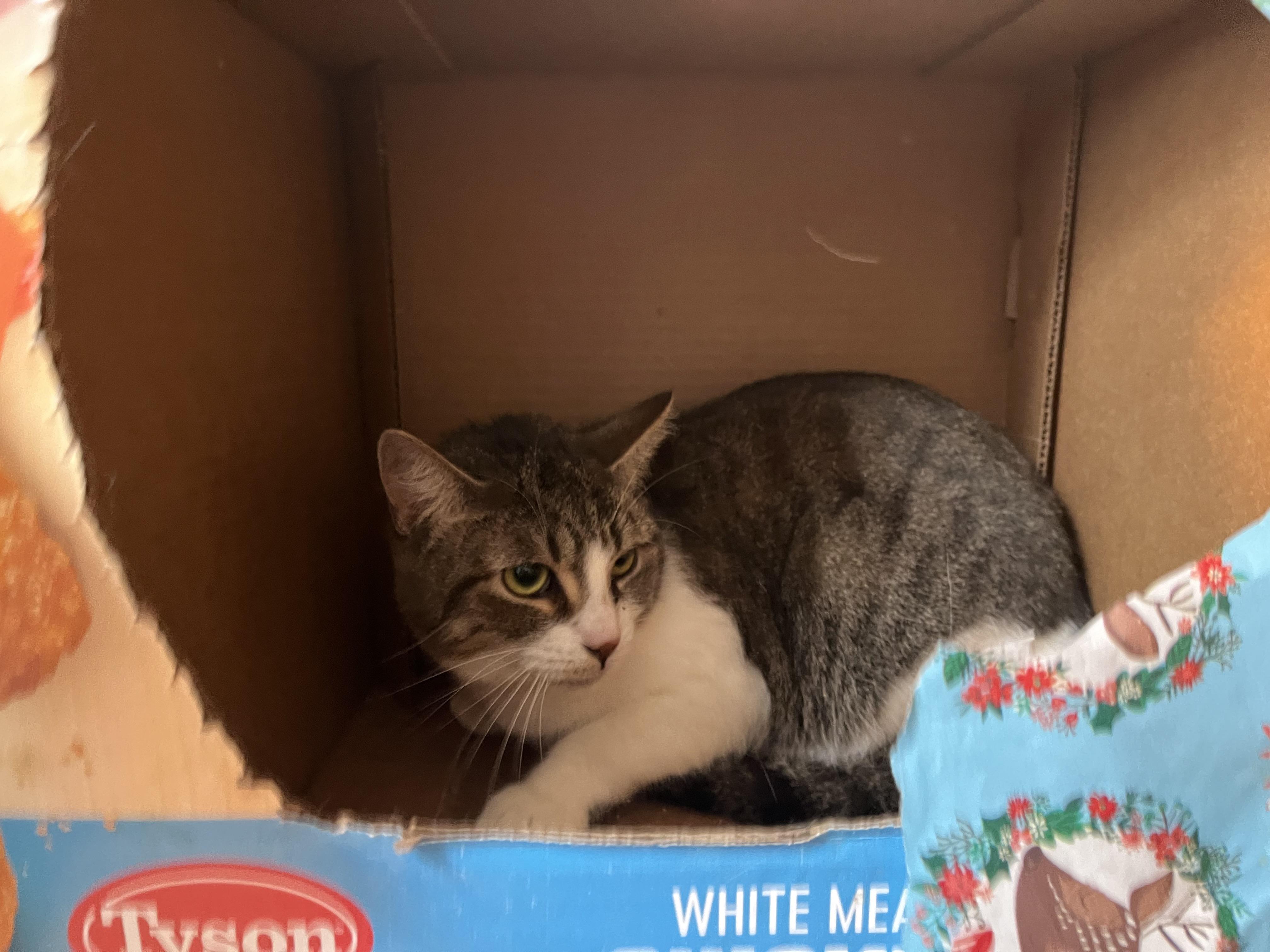 Brianna, a Adoptable Domestic Short Hair in Olean , NY image 1/4