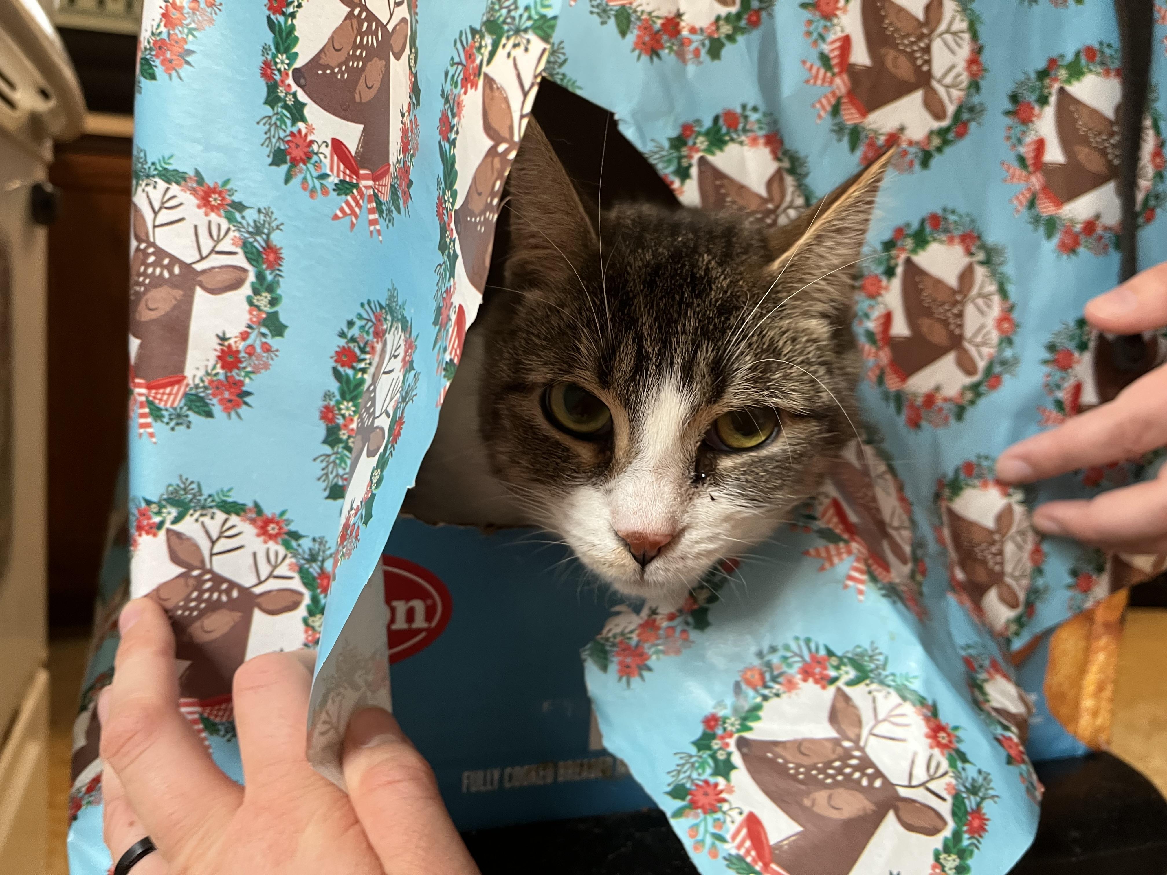 Brianna, a Adoptable Domestic Short Hair in Olean , NY image 2/4