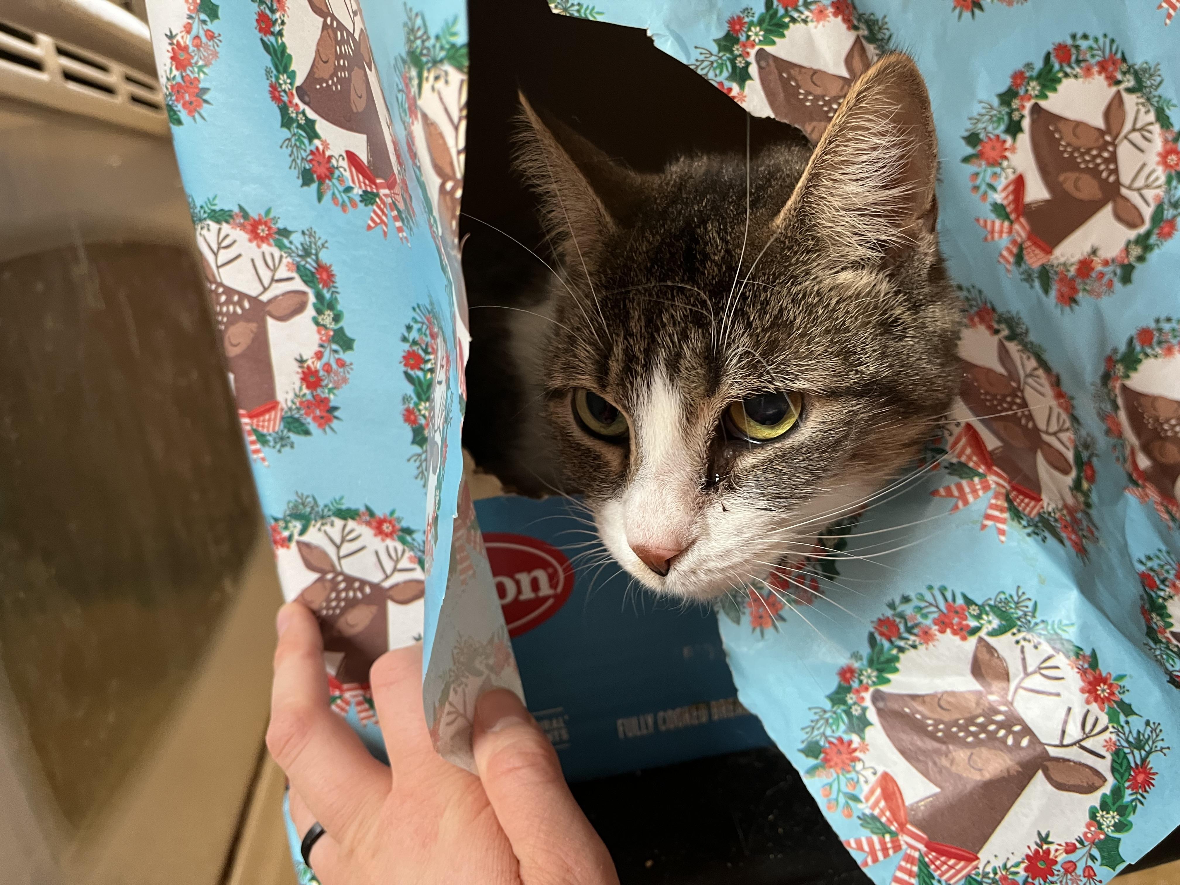 Brianna, a Adoptable Domestic Short Hair in Olean , NY image 3/4