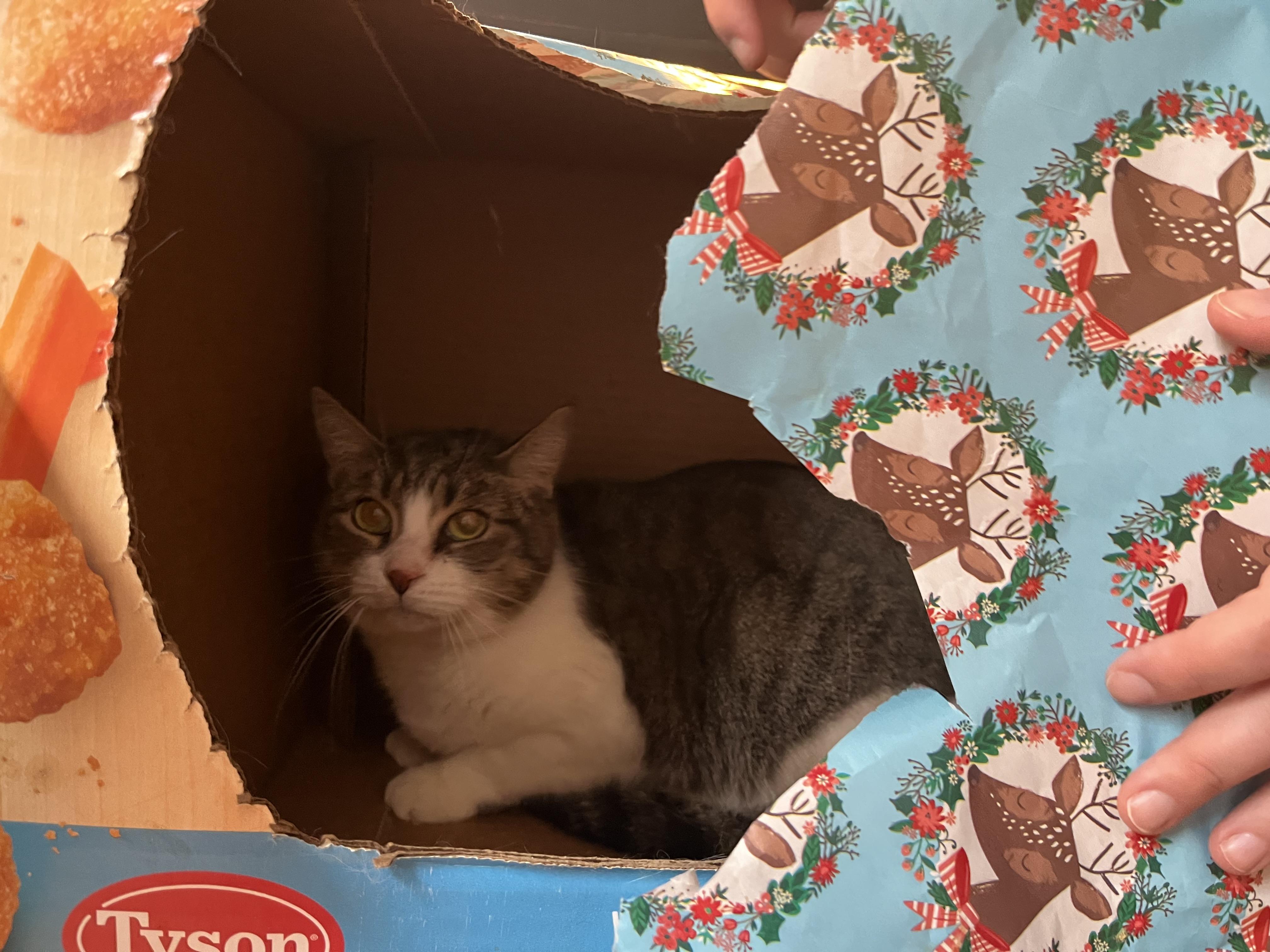 Brianna, a Adoptable Domestic Short Hair in Olean , NY image 4/4