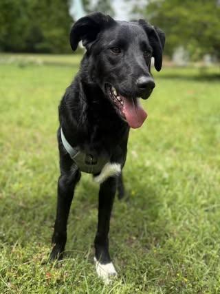 Enlarge Matt, a Adoptable mixed breed in Monroeville , PA image 5/6