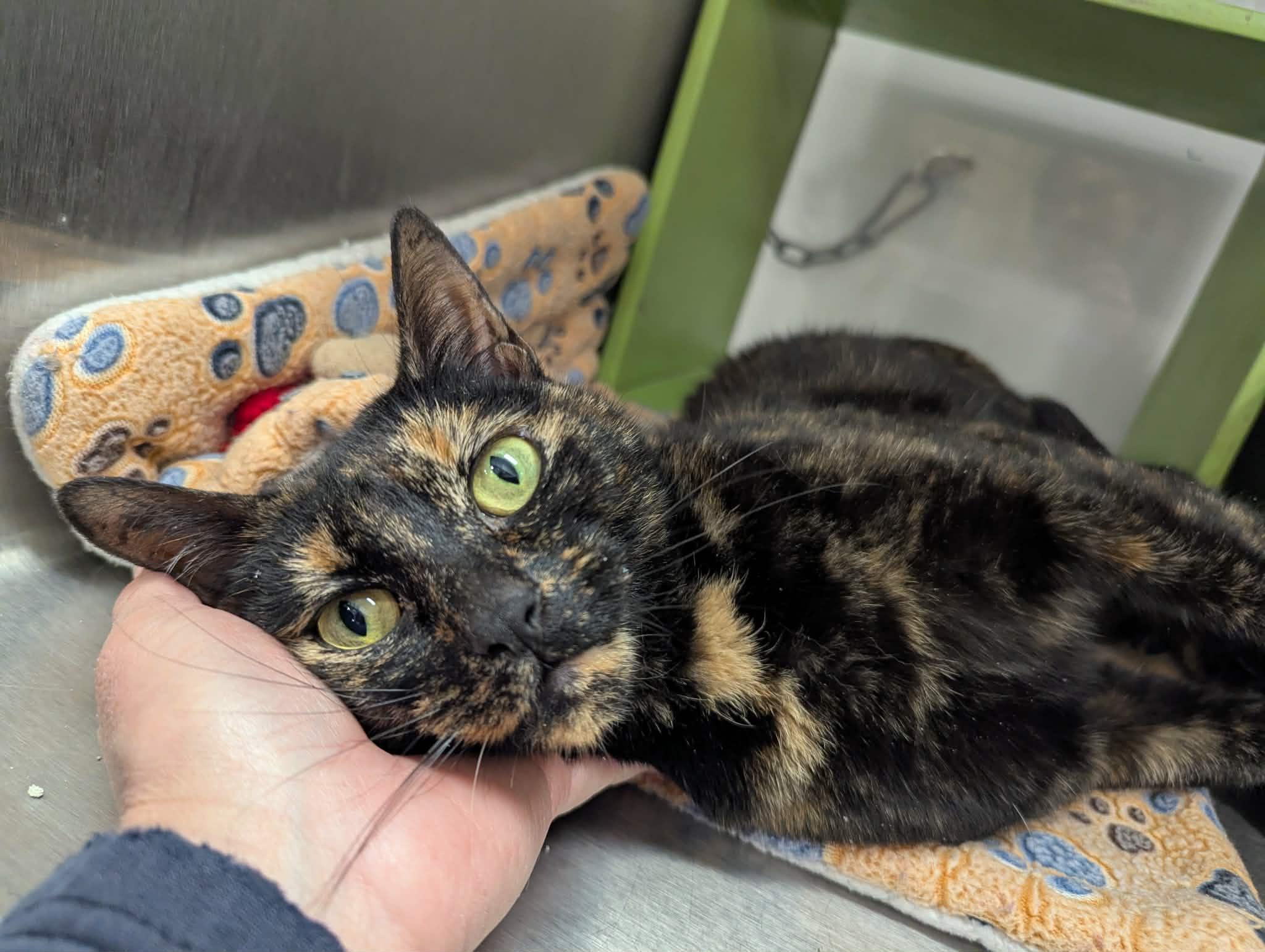Enlarge Tabitha , a Adoptable Tortoiseshell in Livonia, MI image 1/6