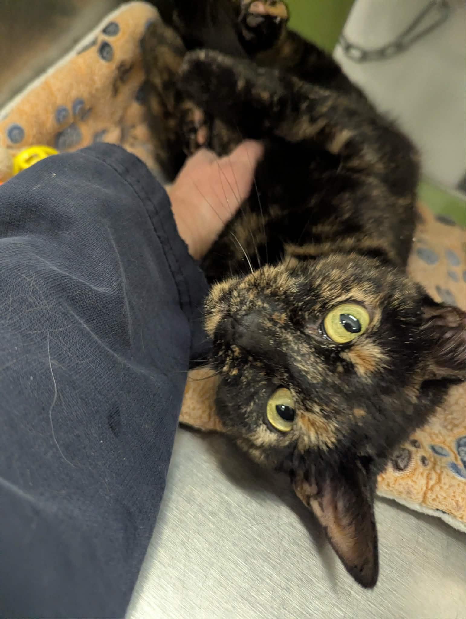 Enlarge Tabitha , a Adoptable Tortoiseshell in Livonia, MI image 2/6