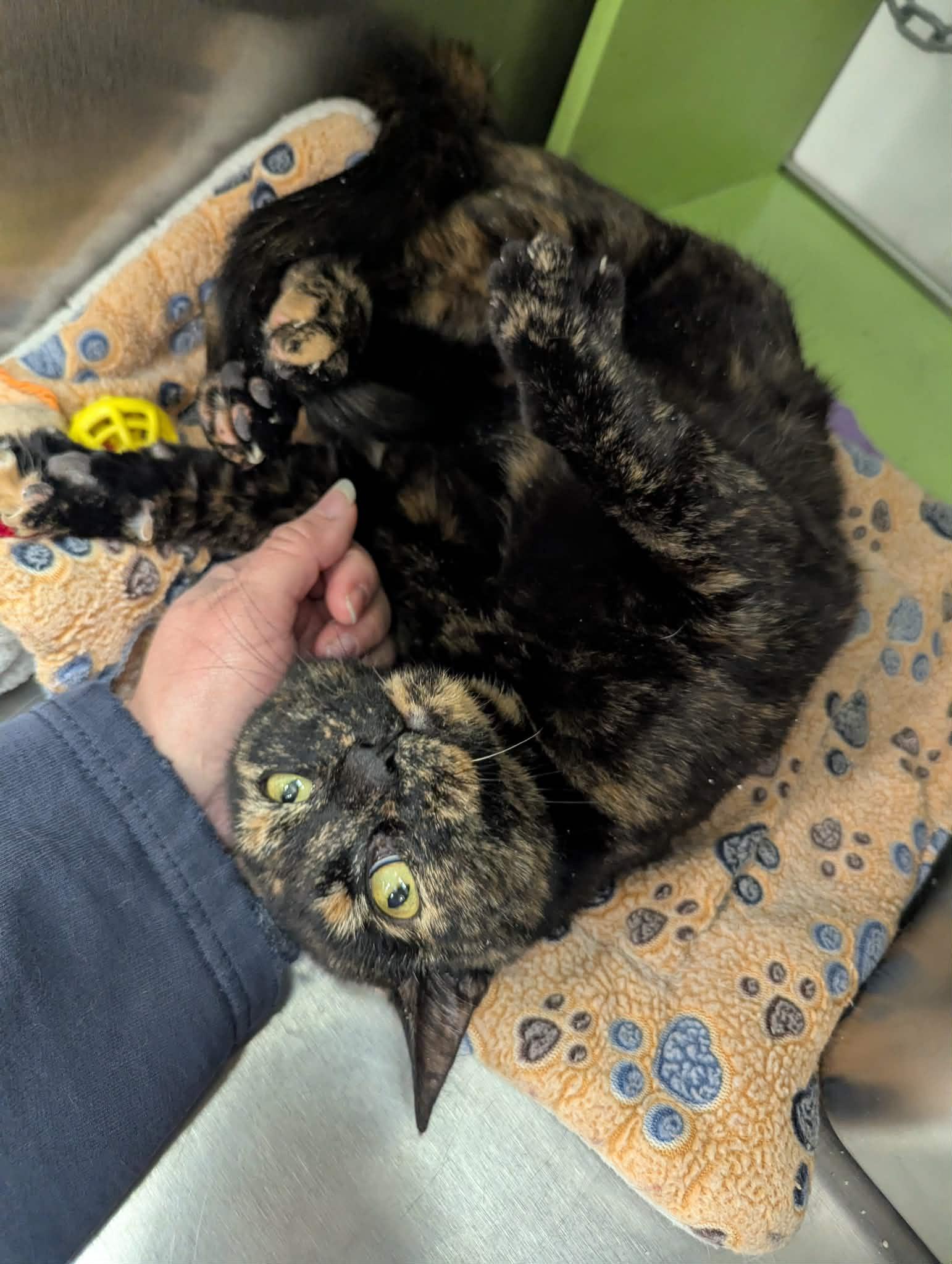 Enlarge Tabitha , a Adoptable Tortoiseshell in Livonia, MI image 3/6