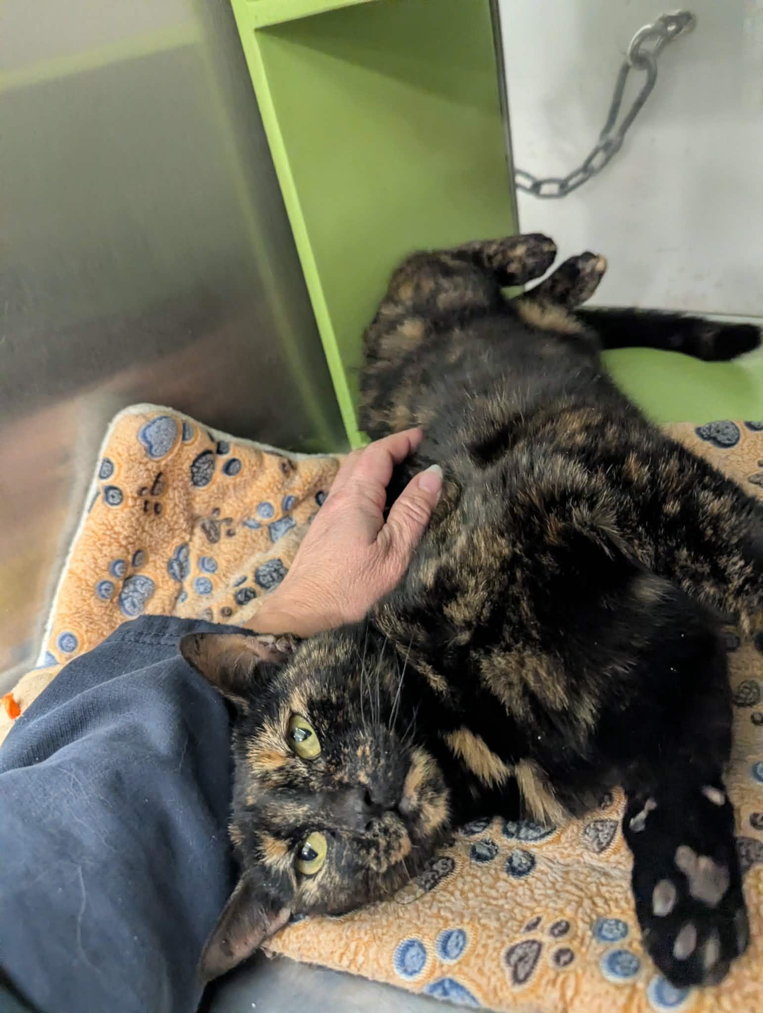 Enlarge Tabitha , a Adoptable Tortoiseshell in Livonia, MI image 4/6