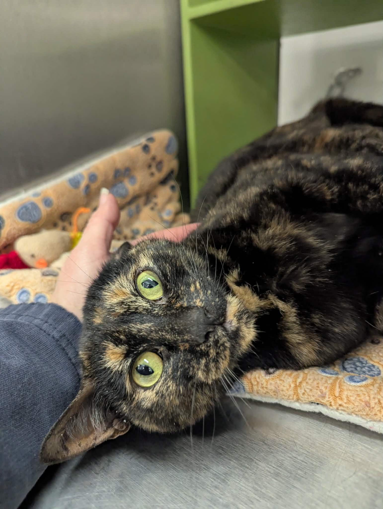 Enlarge Tabitha , a Adoptable Tortoiseshell in Livonia, MI image 5/6