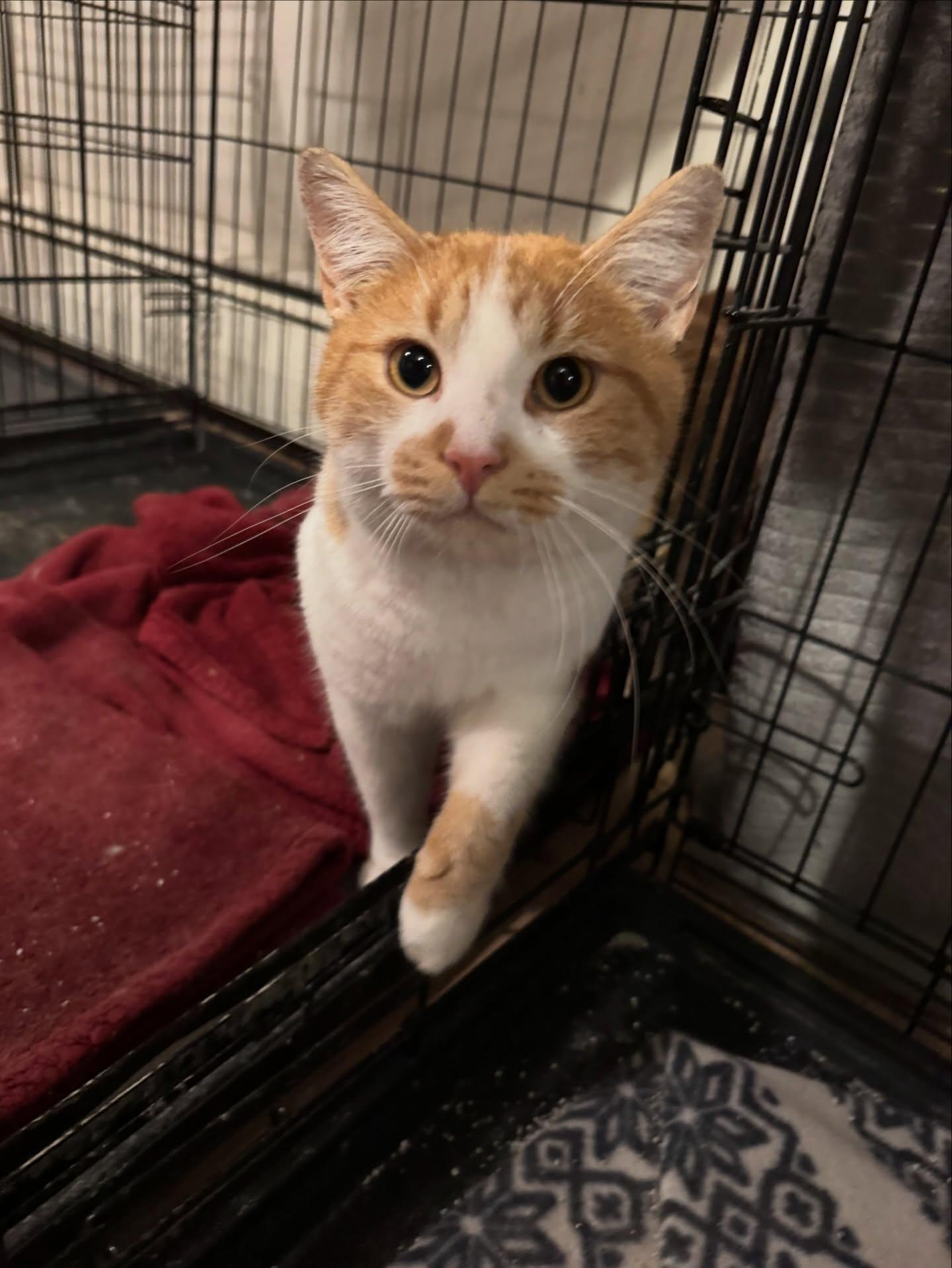 Phoenix *BONDED PAIR REQUIRED TOGETHER*, Adoptable, Adult Male Domestic Short Hair.