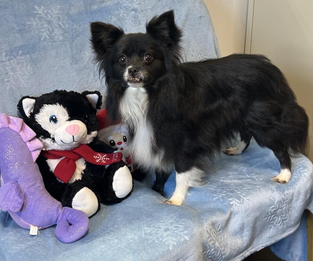 Enlarge Pem, a Adoptable mixed breed in Cedartown, GA image 1/1