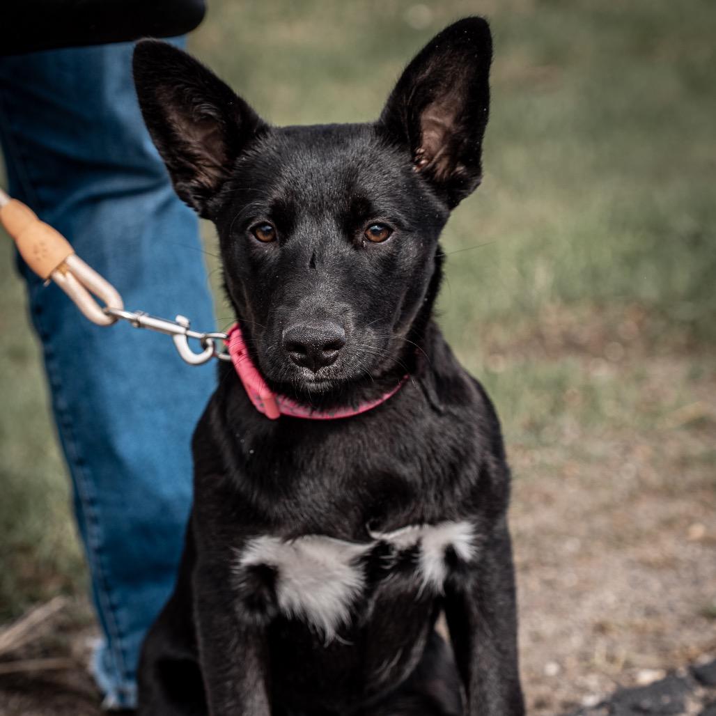 Enlarge Raspberry, a Adoptable mixed breed in Tomah, WI image 1/6
