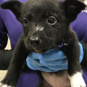 Raspberry, a Adoptable mixed breed in Tomah, WI image 1/5