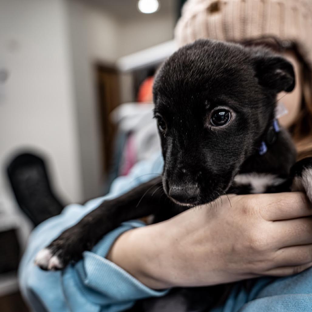 Raspberry, a Adoptable mixed breed in Tomah, WI image 2/5