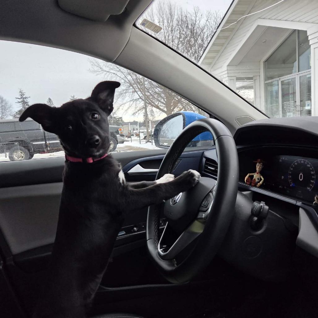 Raspberry, a Adoptable mixed breed in Tomah, WI image 3/5