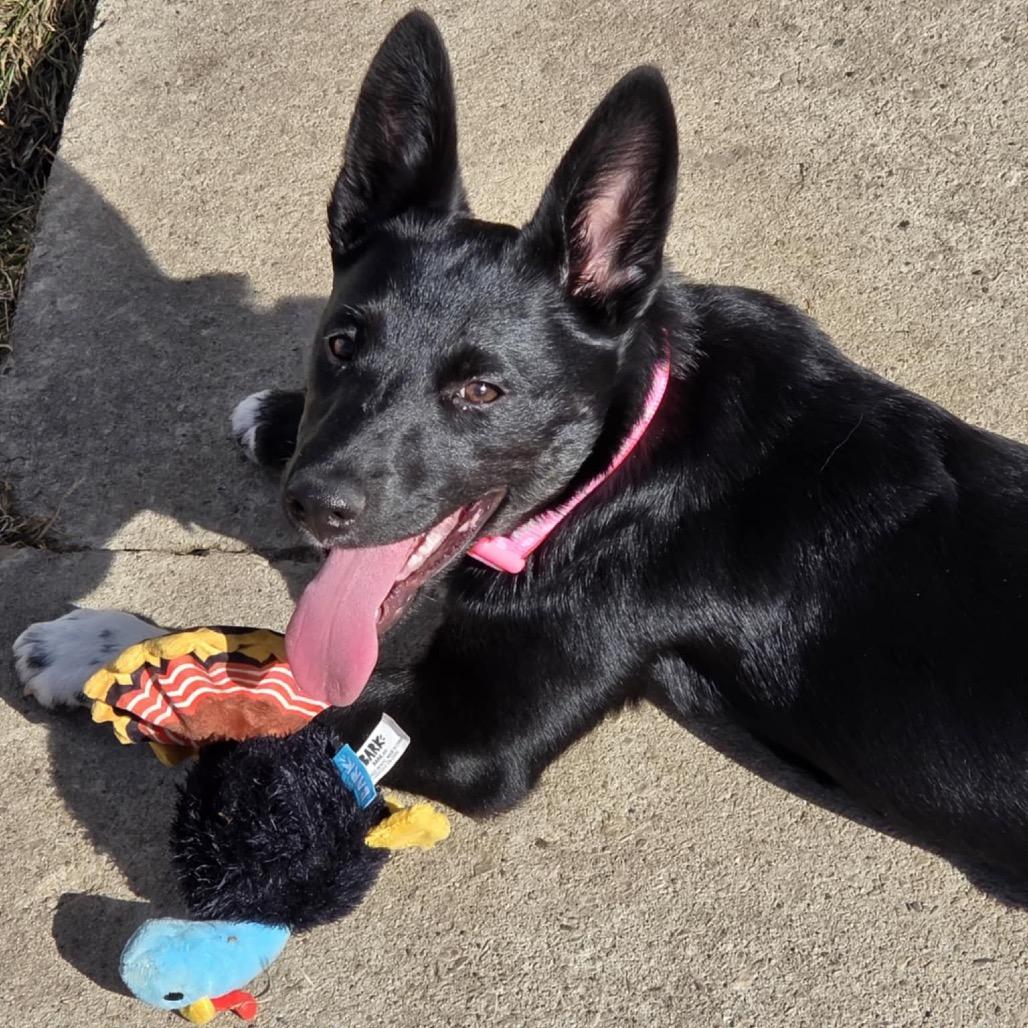 Enlarge Raspberry, a Adoptable mixed breed in Tomah, WI image 4/6