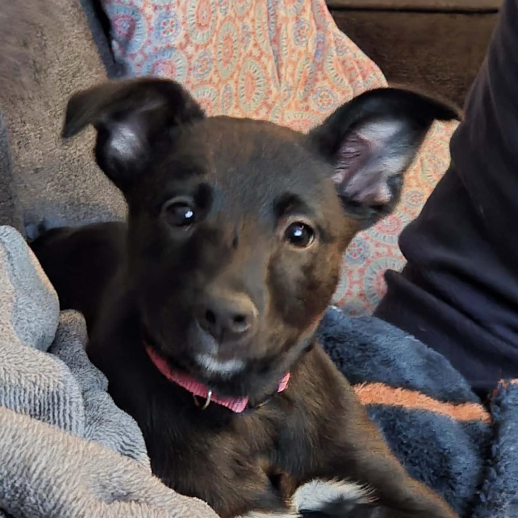 Raspberry, a Adoptable mixed breed in Tomah, WI image 4/5