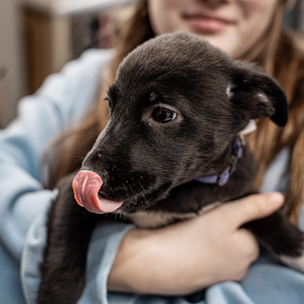 Raspberry, a Adoptable mixed breed in Tomah, WI image 5/5