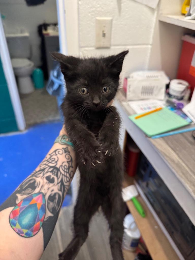 Patch, Adoptable, Kitten Female Domestic Short Hair.