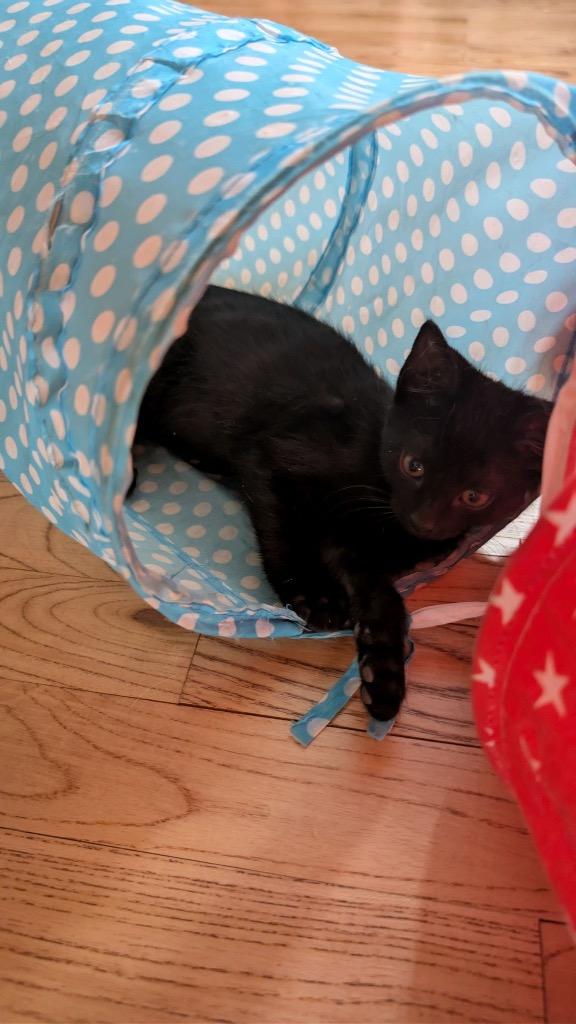 Enlarge Patch, a Adoptable mixed breed in Johnson City, TN image 2/2