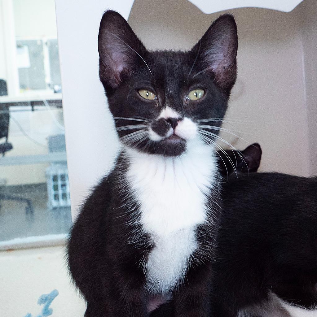 Mittens (and Felix), Adoptable, Kitten Female Domestic Short Hair.