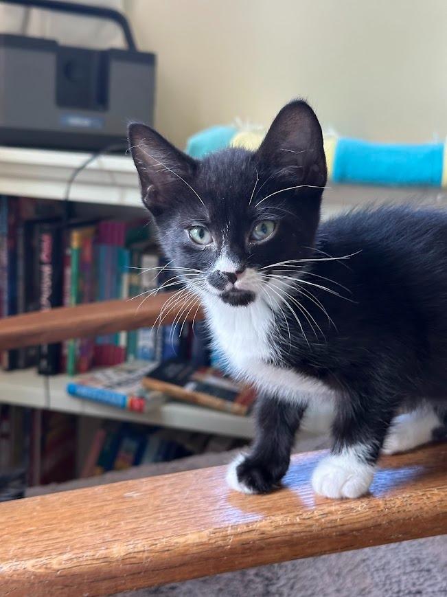 Enlarge Mittens (and Felix), a Adoptable mixed breed in Shoreline, WA image 2/6