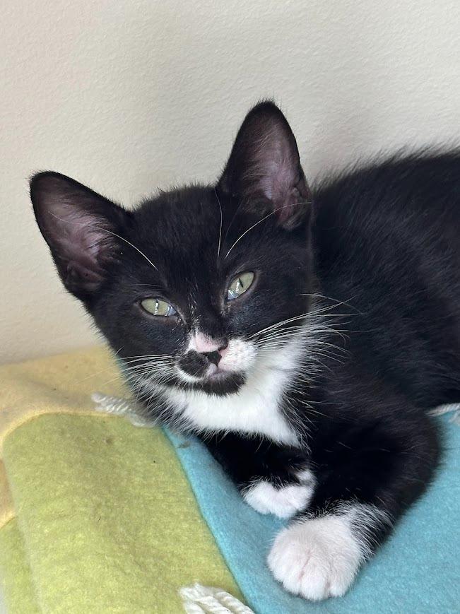 Enlarge Mittens (and Felix), a Adoptable mixed breed in Shoreline, WA image 3/6