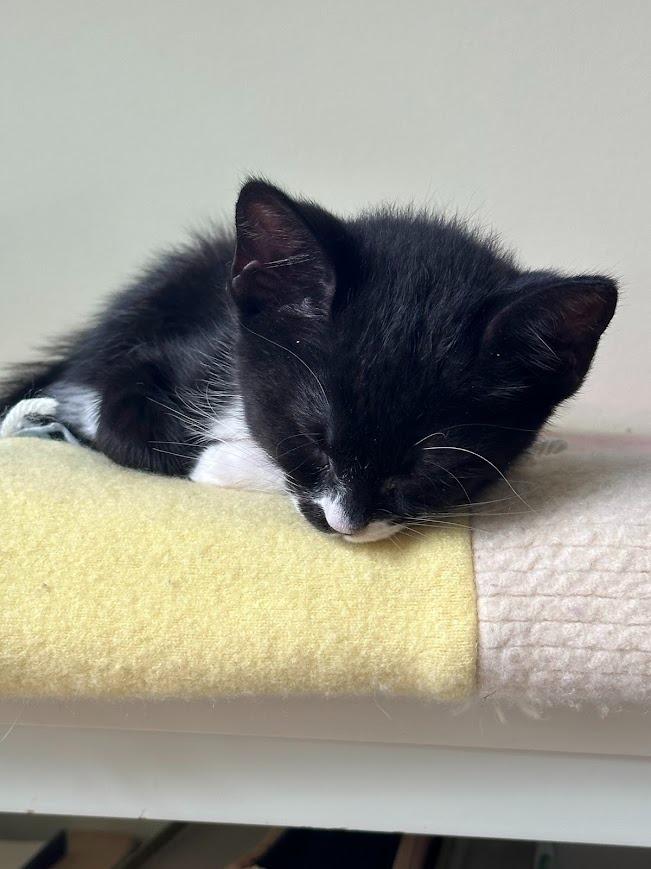 Enlarge Mittens (and Felix), a Adoptable mixed breed in Shoreline, WA image 4/6