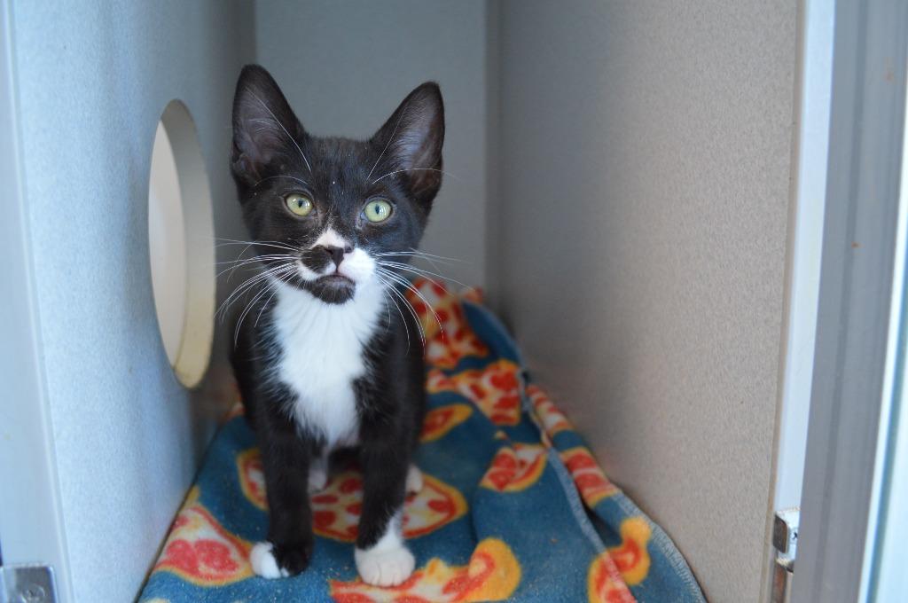 Enlarge Mittens (and Felix), a Adoptable mixed breed in Shoreline, WA image 5/6