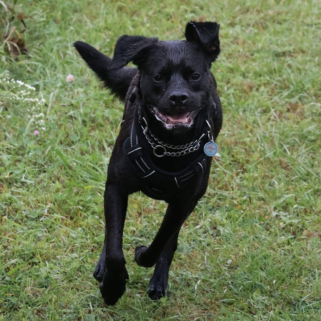 Enlarge Jade, a Adoptable mixed breed in Oakville, ON image 2/5