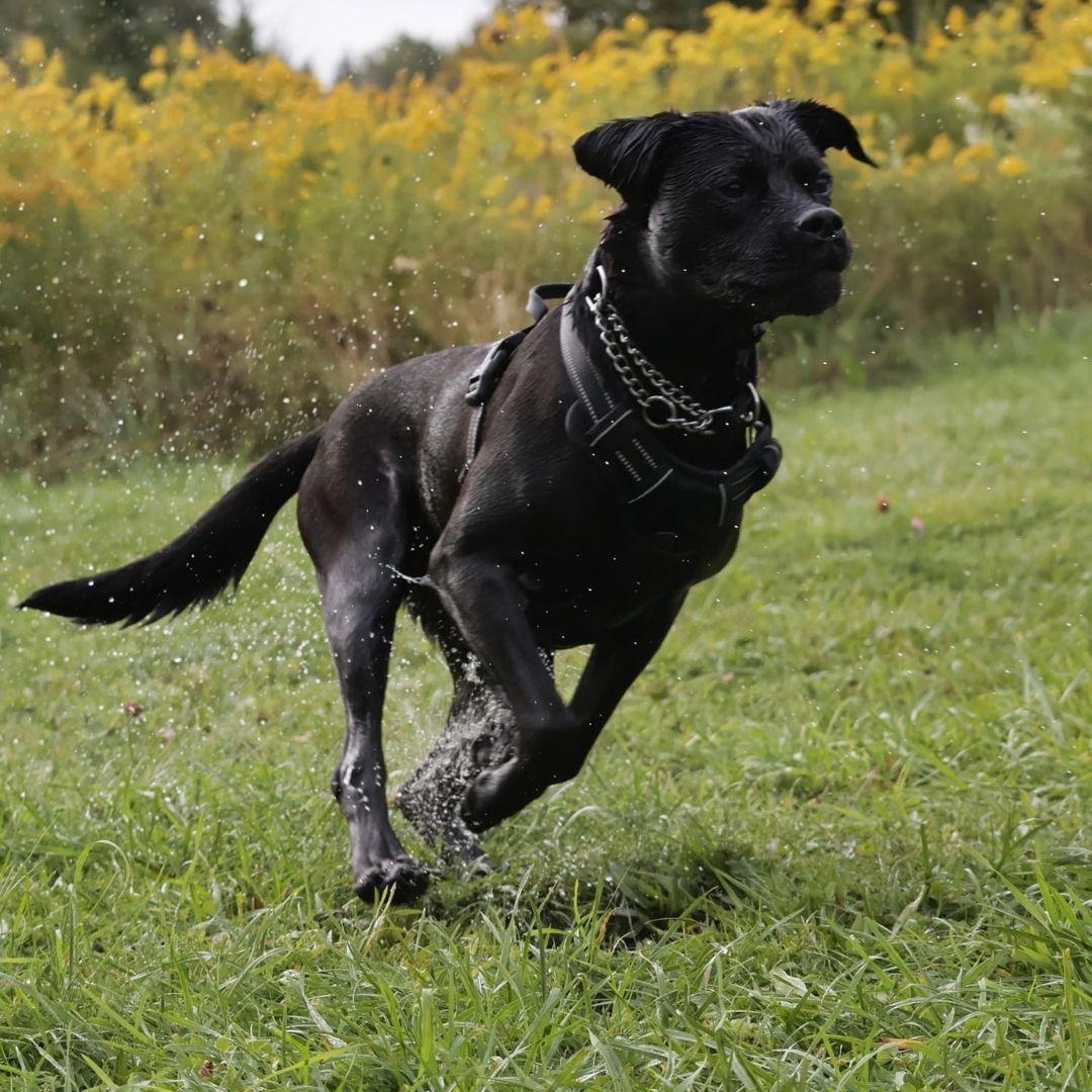 Enlarge Jade, a Adoptable mixed breed in Oakville, ON image 3/5