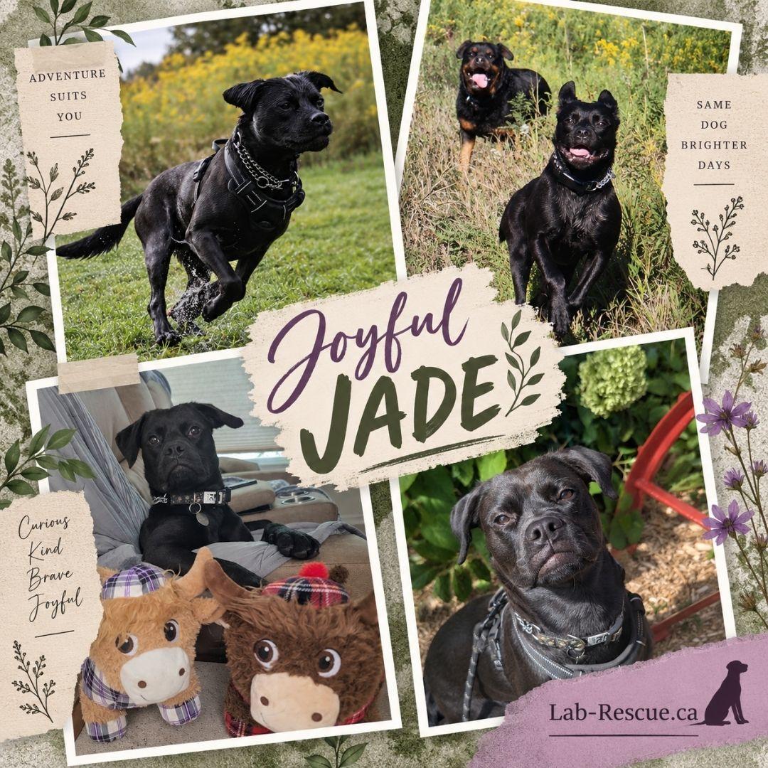 Jade, Adoptable, Young Female Labrador Retriever.
