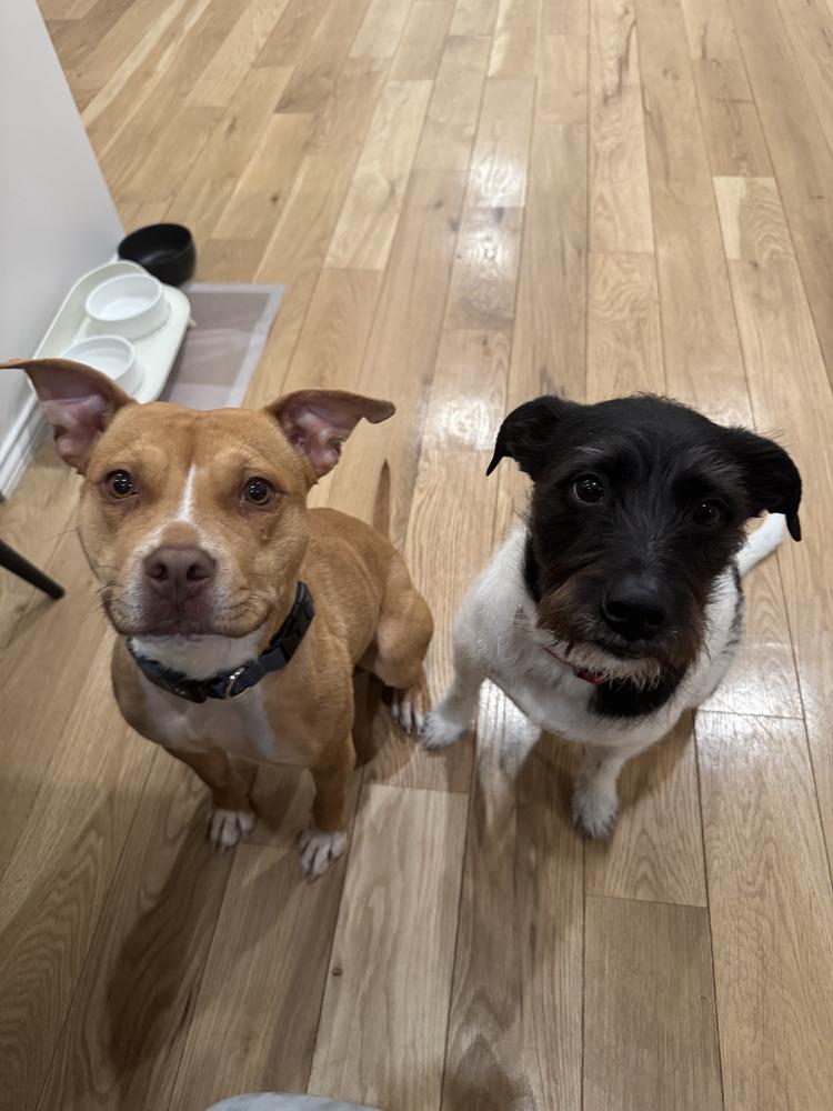 Paloma, Adopted, Young Female Pit Bull Terrier.