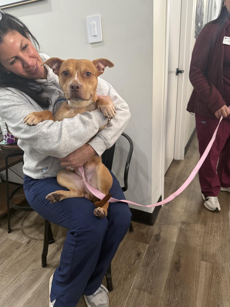 Enlarge Paloma, a Adopted mixed breed in Brewster , NY image 3/6