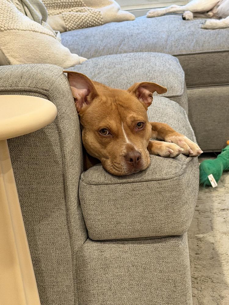 Enlarge Paloma, a Adopted mixed breed in Brewster , NY image 4/6