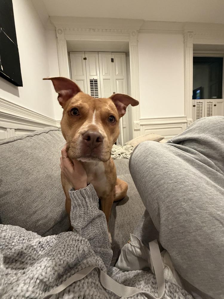 Enlarge Paloma, a Adopted mixed breed in Brewster , NY image 6/6