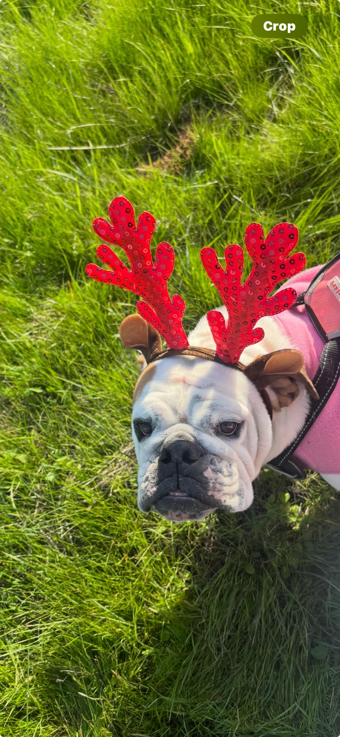 Abby, adoptable, Adult Female English Bulldog.