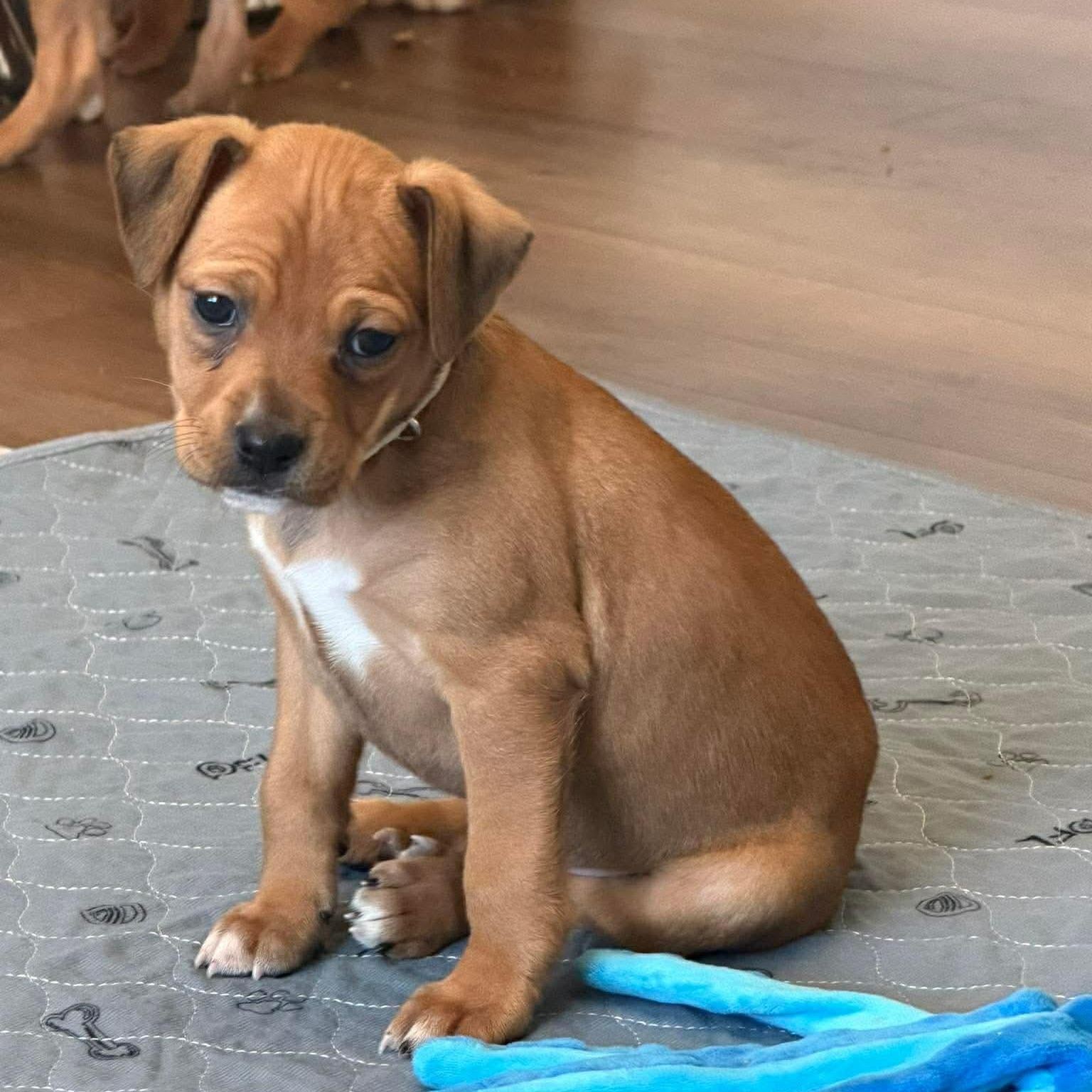 Emma Kate, ADOPTABLE, Puppy Female Boxer & Mountain Cur.