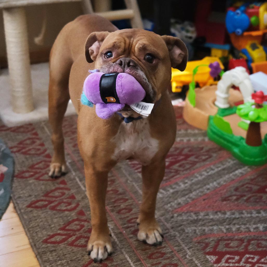 Enlarge Becky** D71057, a Adoptable English Bulldog in Minnetonka, MN image 1/6