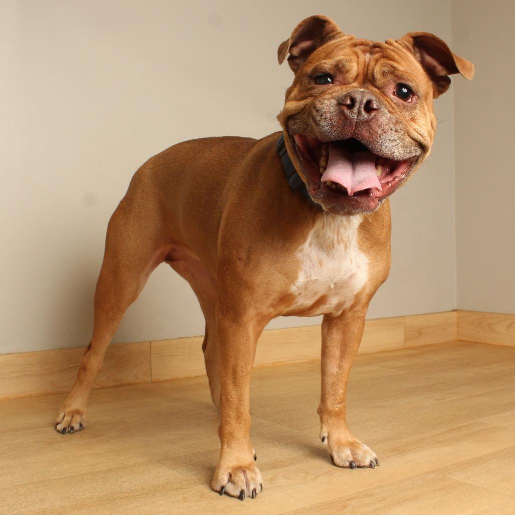 Enlarge Becky** D71057, a Adoptable English Bulldog in Minnetonka, MN image 2/6