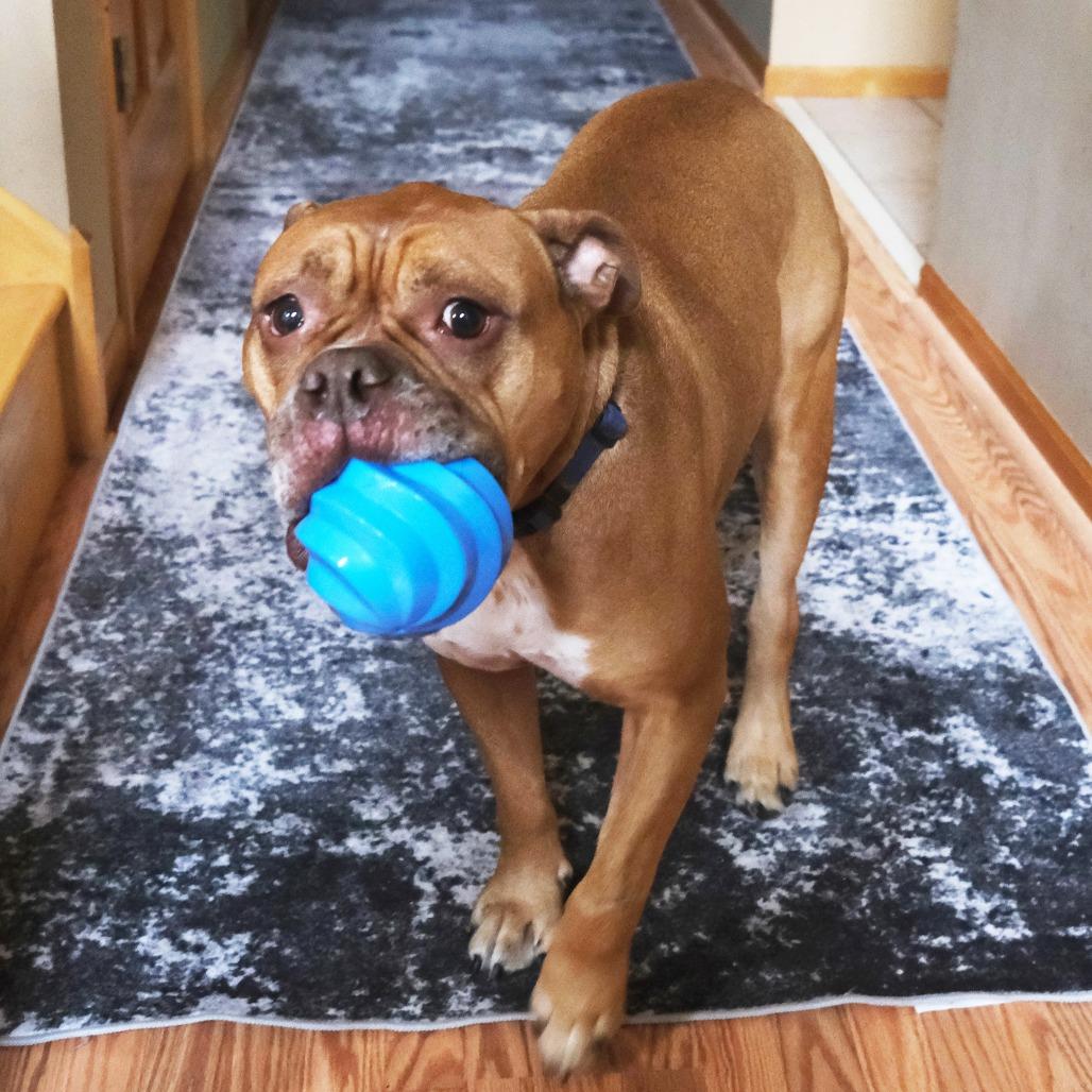 Enlarge Becky** D71057, a Adoptable English Bulldog in Minnetonka, MN image 3/6